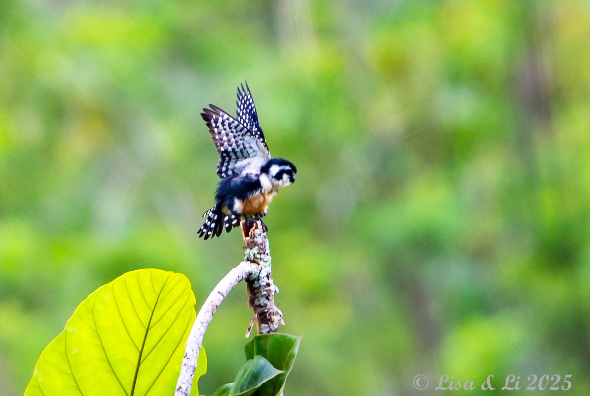 Black-thighed Falconet - ML643170241