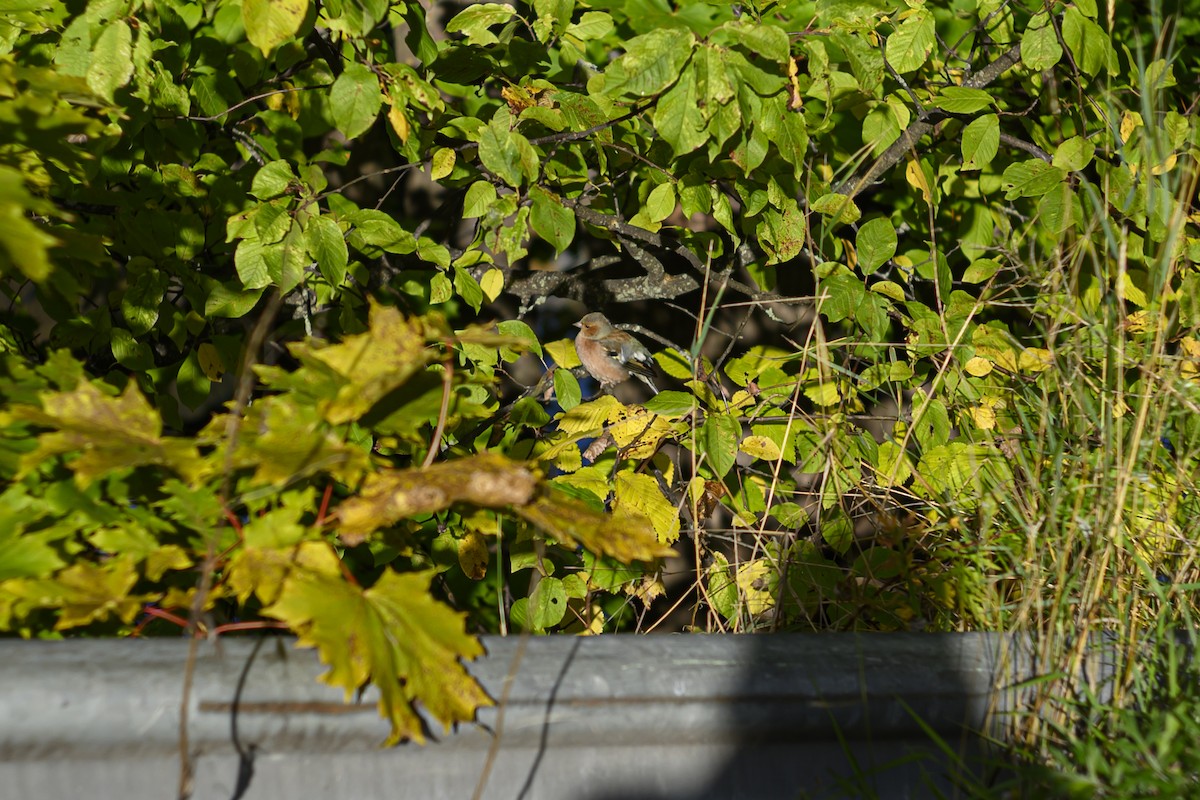Common Chaffinch - ML643170248