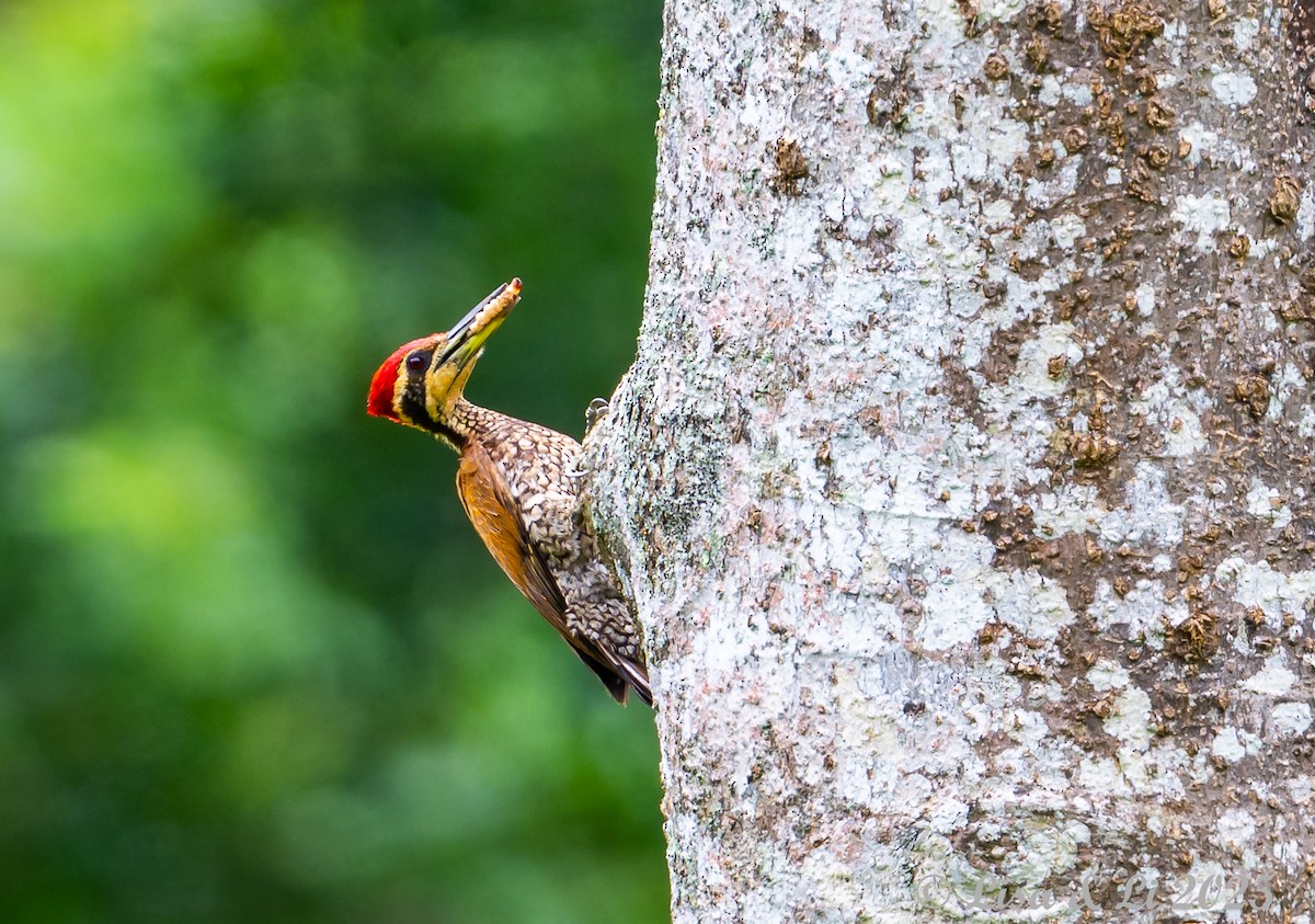Javan Flameback - ML643170249