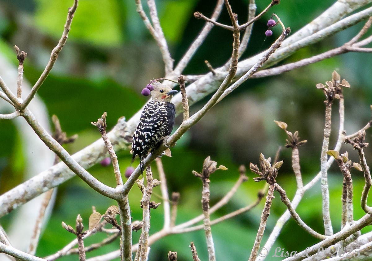 Zebra Woodpecker - ML643170252