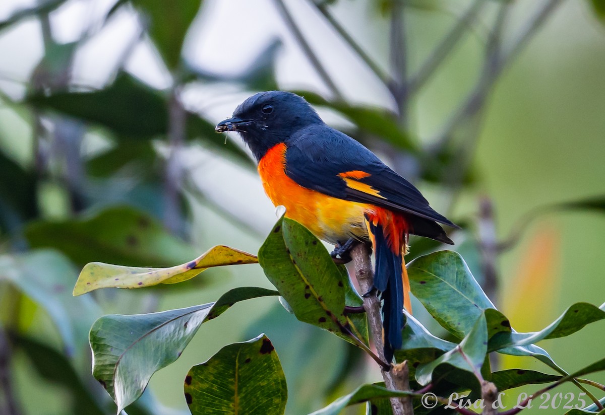 Small Minivet - ML643170272