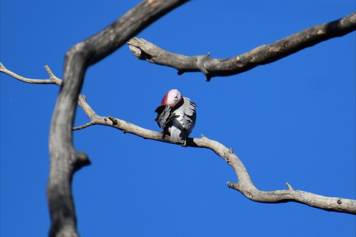 Galah - ML643170274