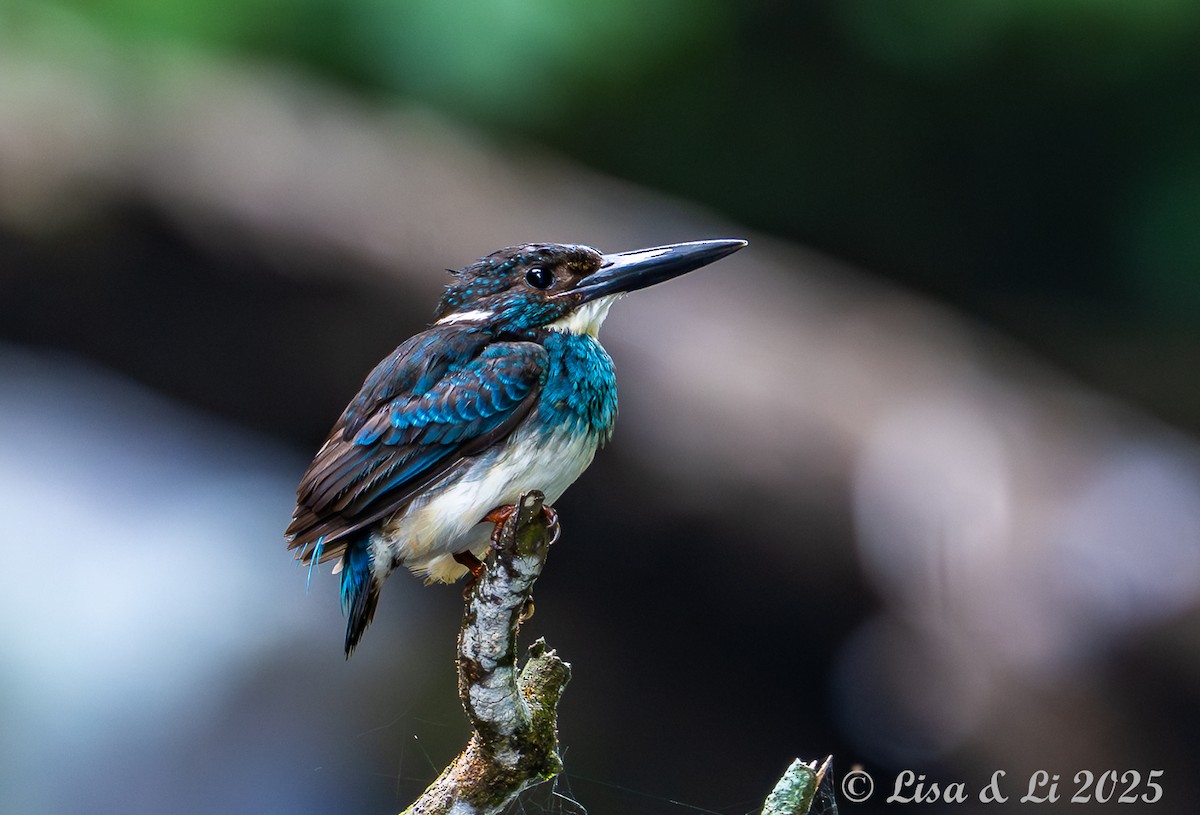 Javan Blue-banded Kingfisher - ML643170295