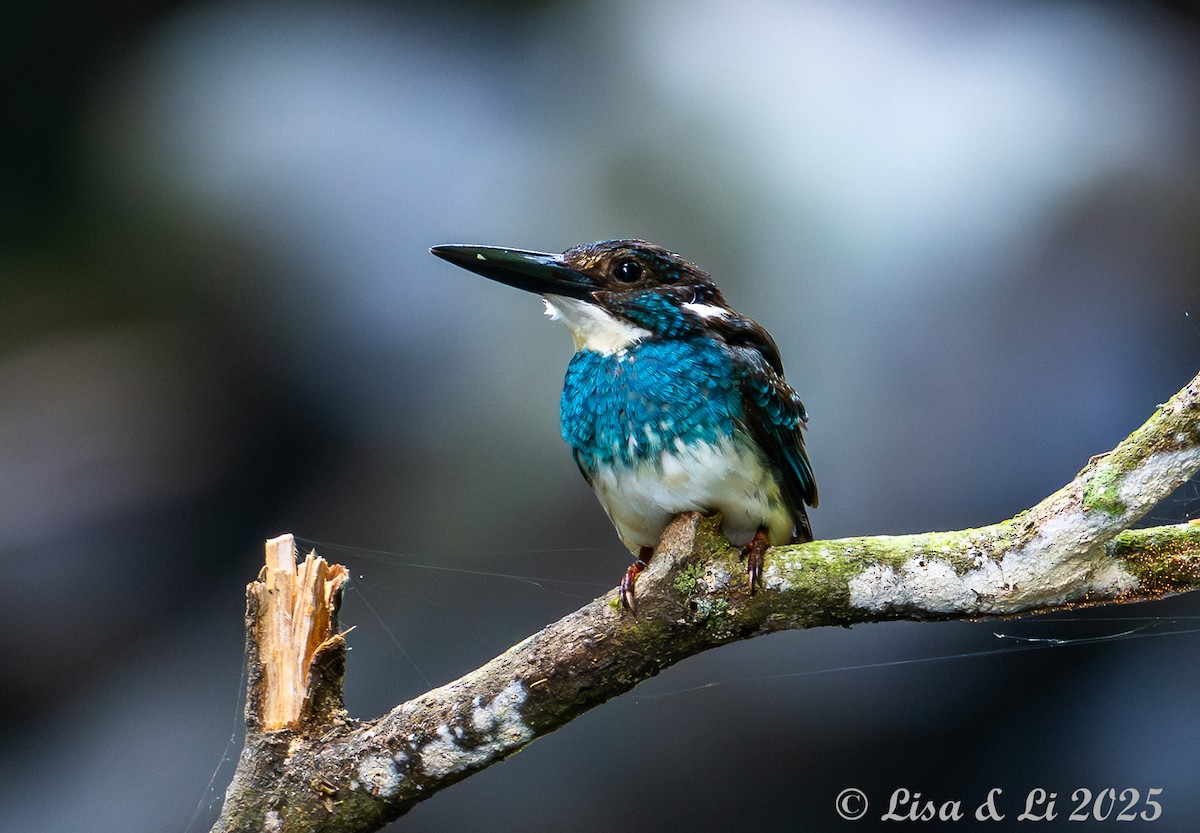 Javan Blue-banded Kingfisher - ML643170296