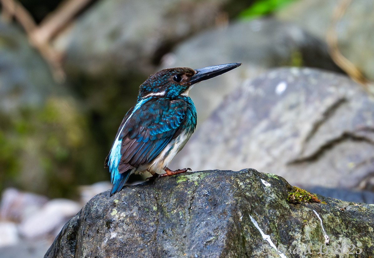 Javan Blue-banded Kingfisher - ML643170297
