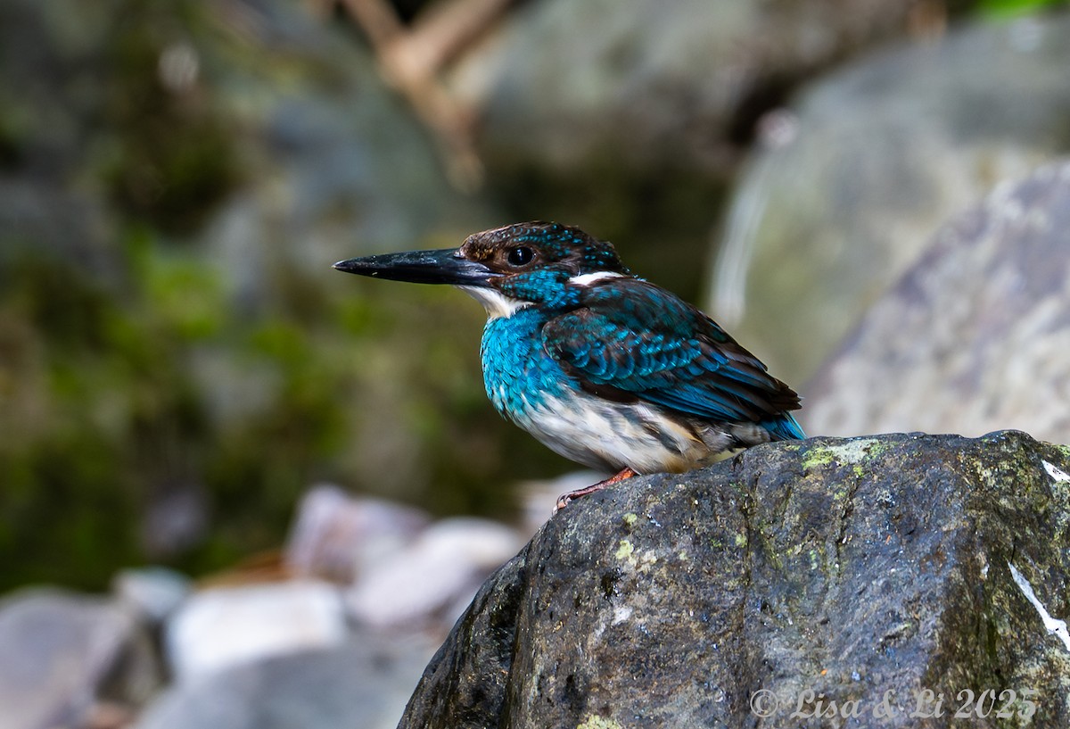 Javan Blue-banded Kingfisher - ML643170298