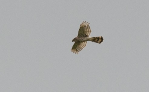 Cooper's Hawk - ML64317031