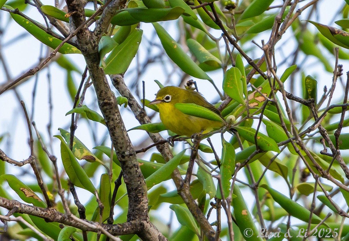 Zostérops flavescent - ML643170324