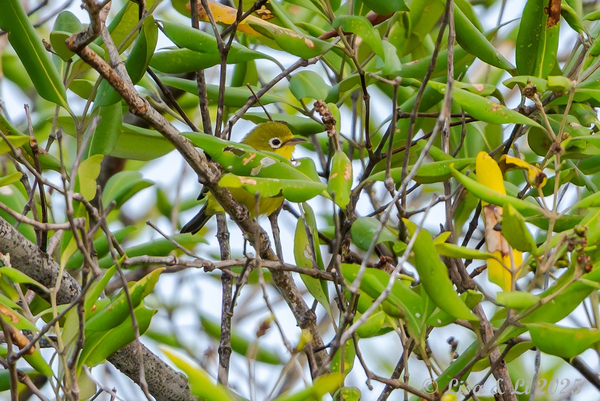 Zostérops flavescent - ML643170325