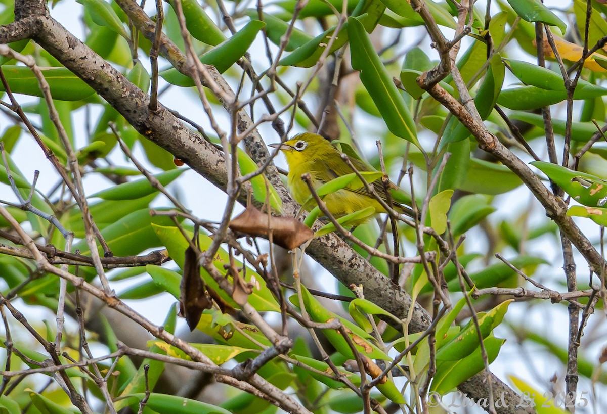 Zostérops flavescent - ML643170326