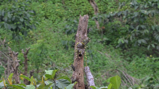 Zebra Woodpecker - ML643170410