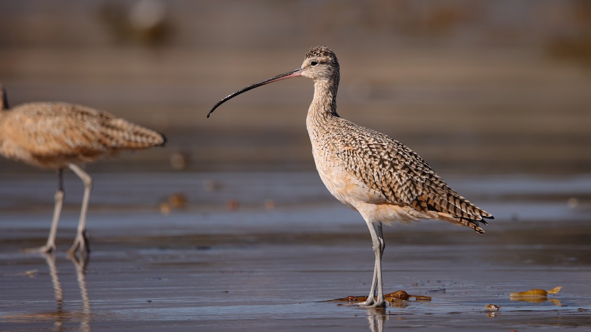 Long-billed Curlew - ML643170416