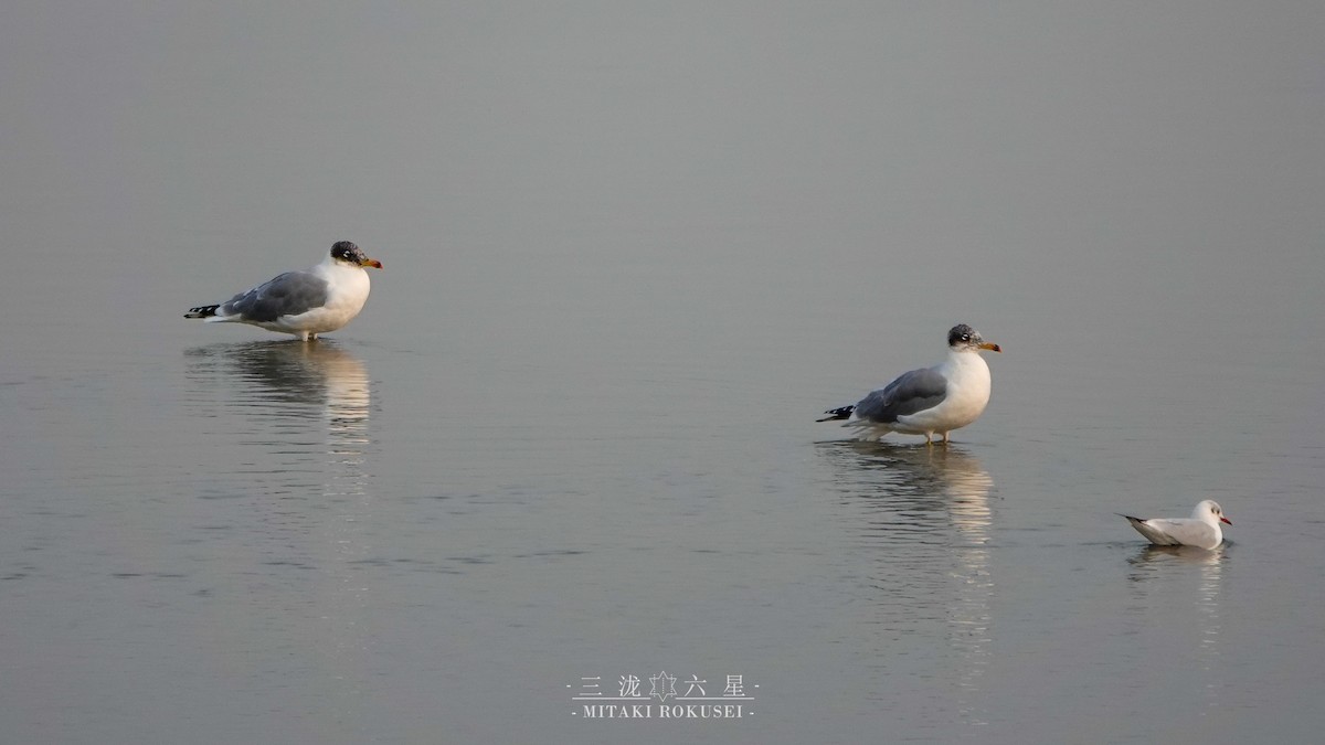 Итэлгэн цахлай - ML643170447