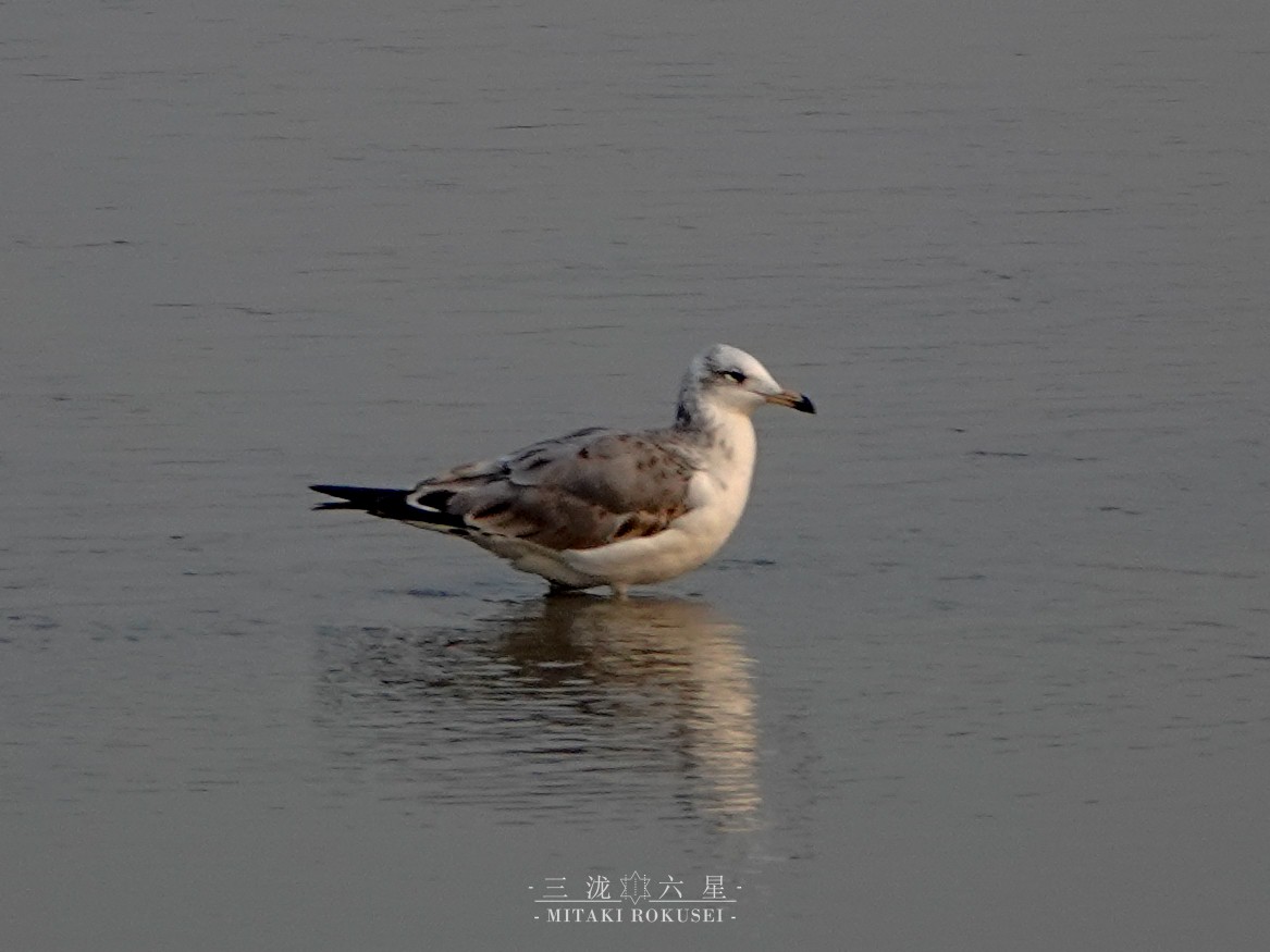 Итэлгэн цахлай - ML643170448