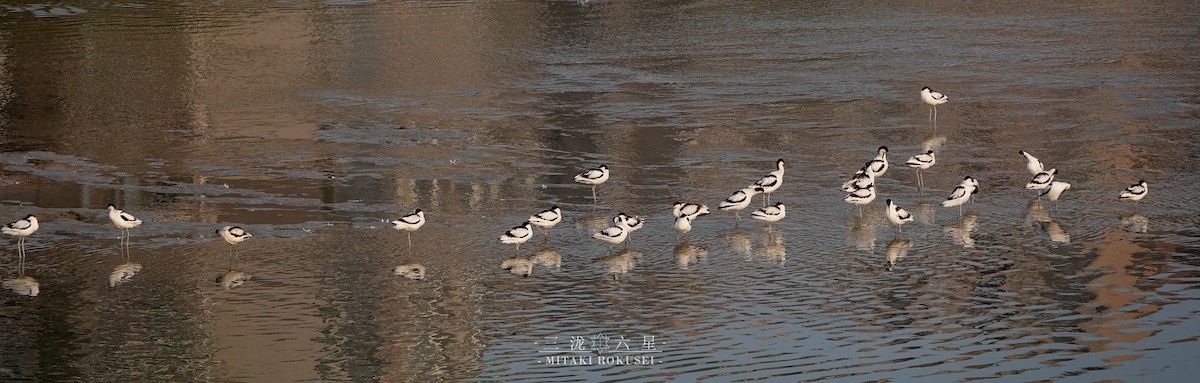 Алаг ээтэн - ML643170459