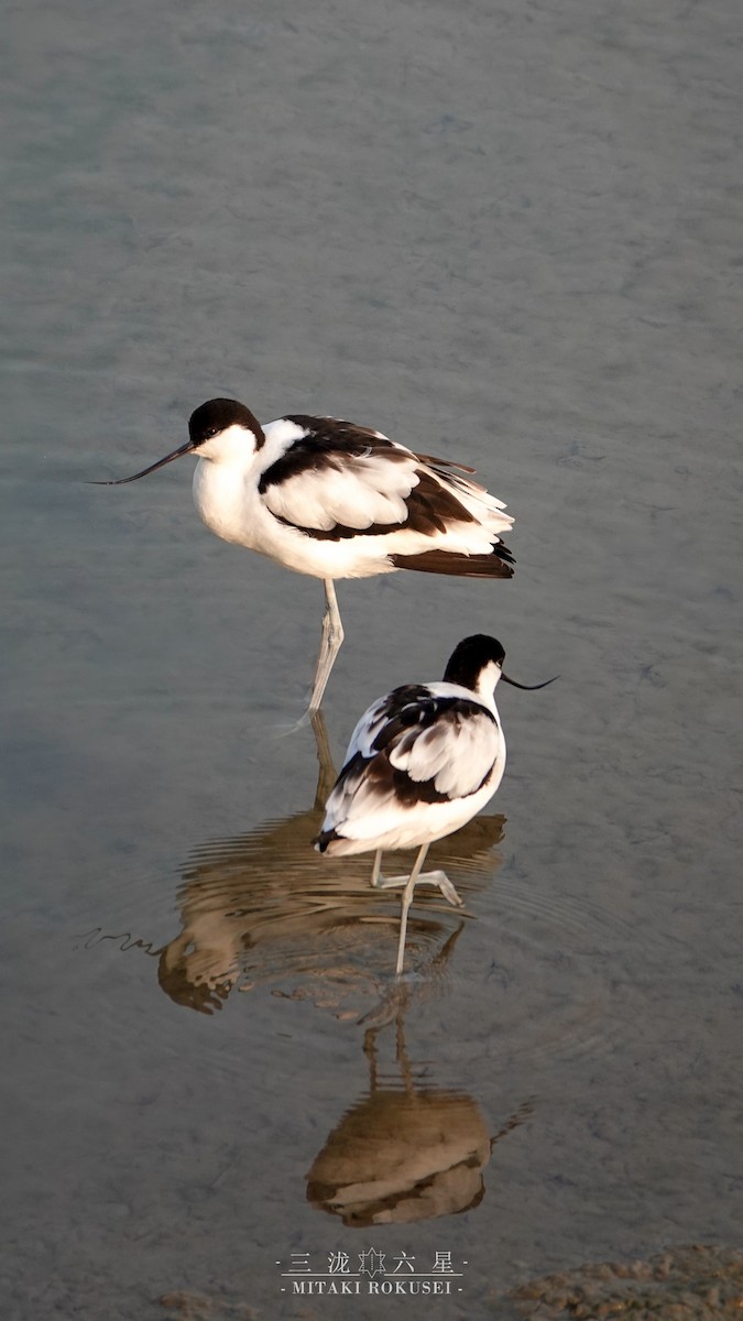 Алаг ээтэн - ML643170460