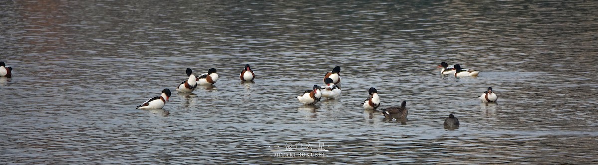 Анхидал ангир - ML643170467