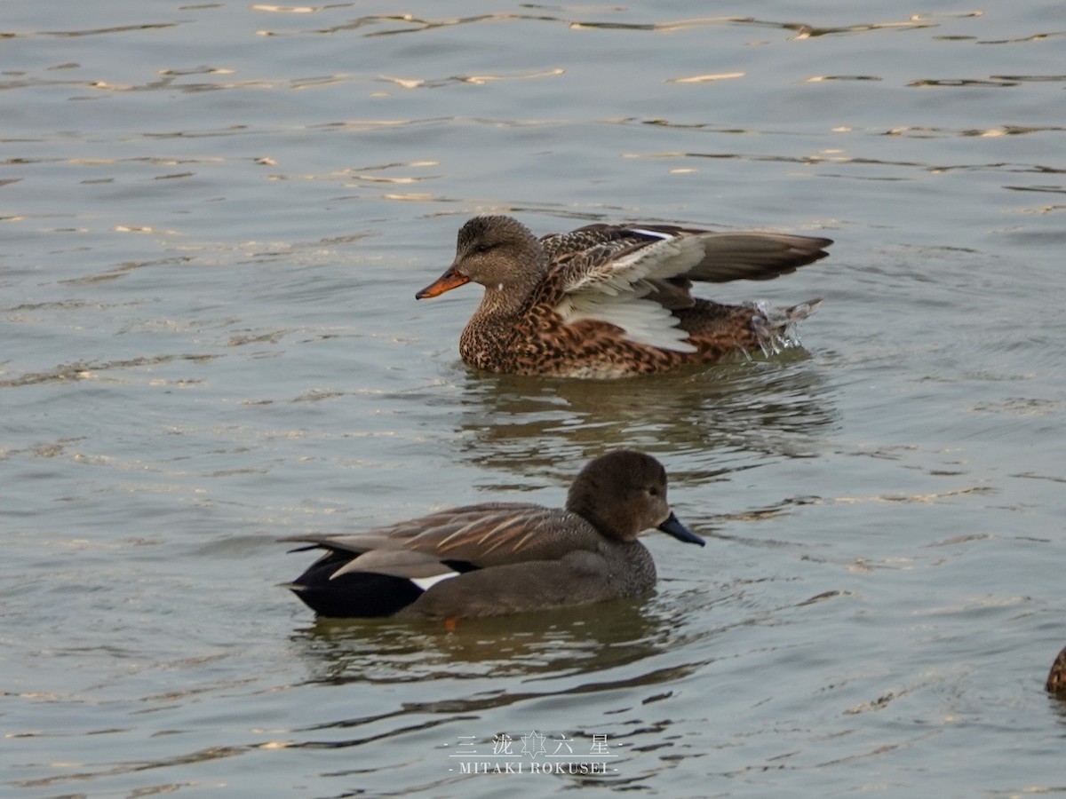 Бор нугас - ML643170485