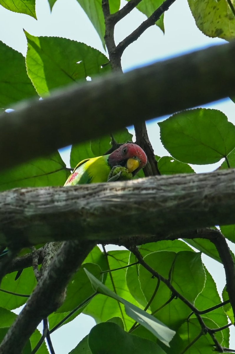 Plum-headed Parakeet - ML643170500