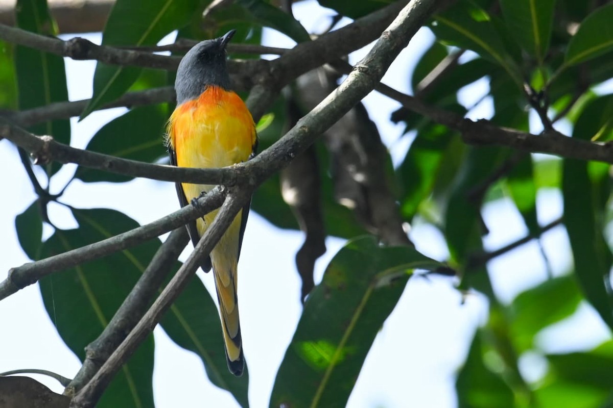 Small Minivet - ML643170506