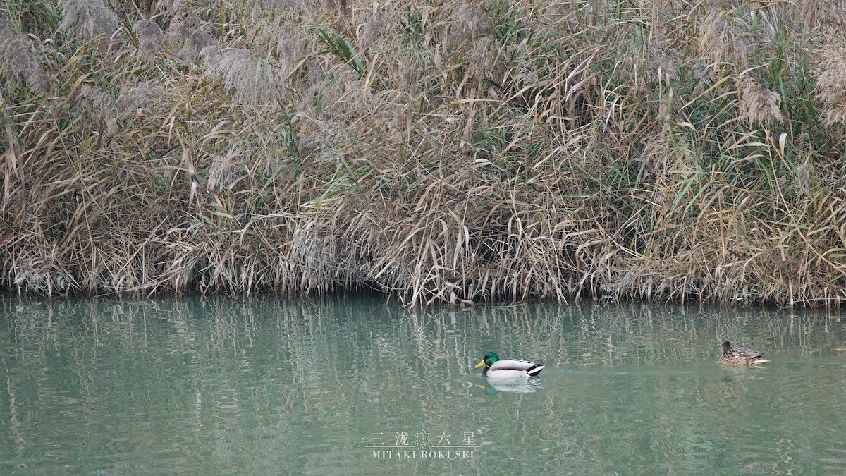 Зэрлэг нугас - ML643170513