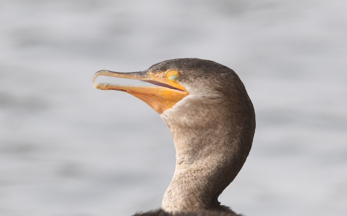 Neotropic Cormorant - ML643170516