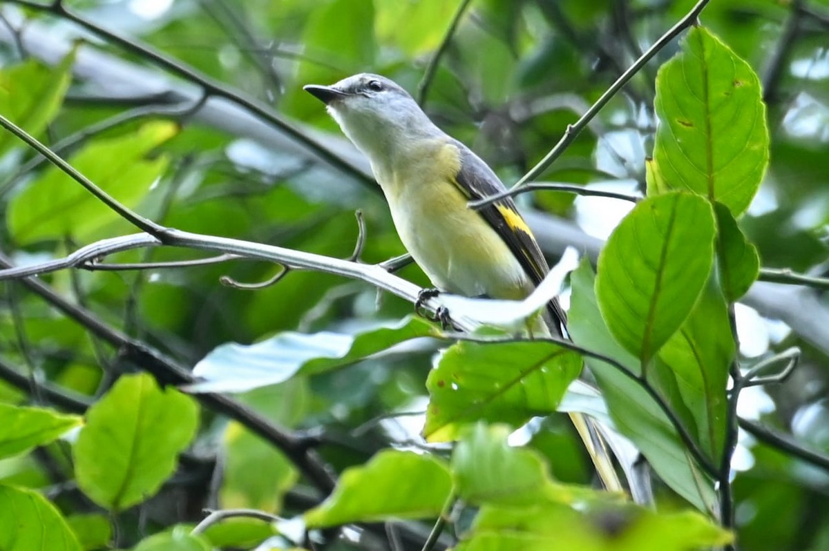 Rosy Minivet - ML643170529