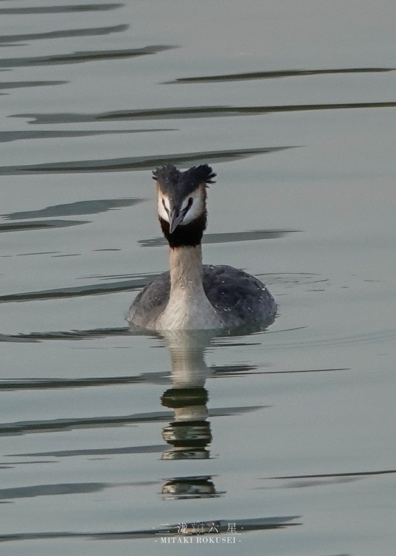 Отгот шунгуур - ML643170530