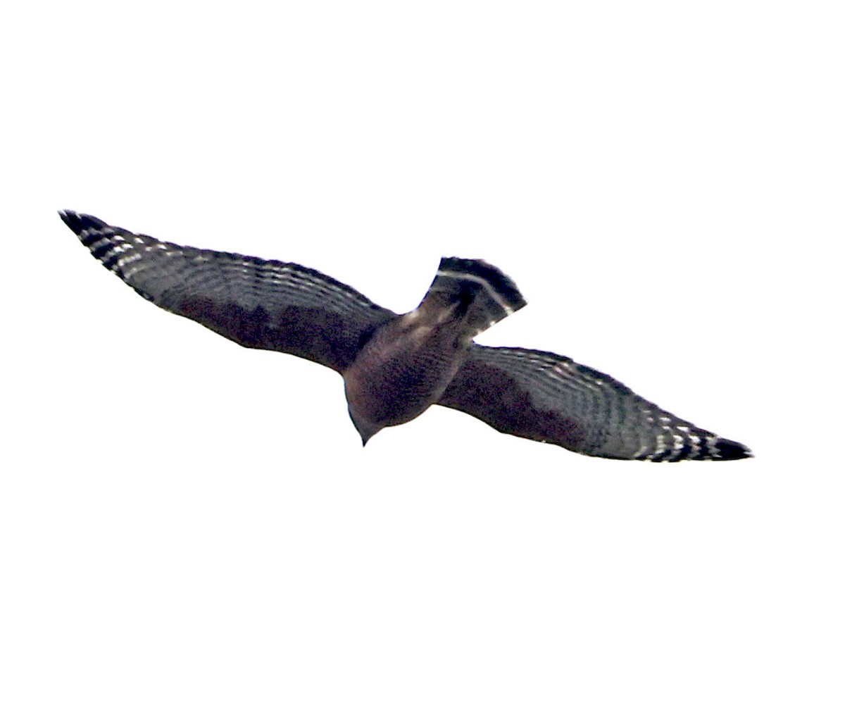káně páskovaná - ML643170535
