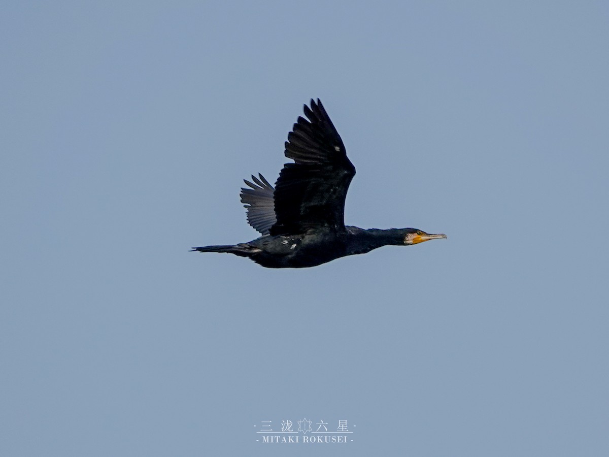 Тураг гогой - ML643170539