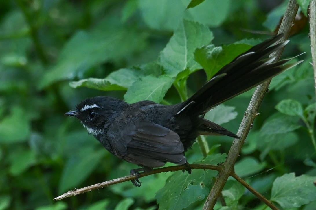 White-throated Fantail - ML643170540