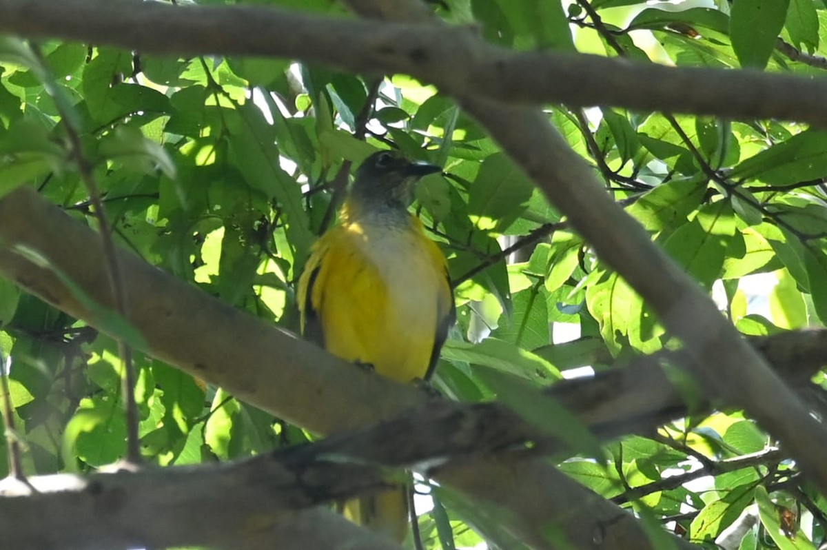 Black-hooded Oriole - ML643170542