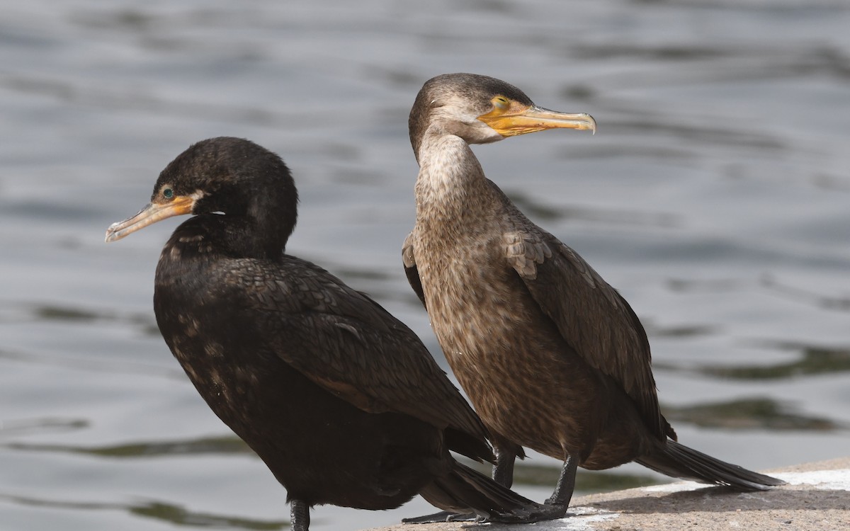 Neotropic Cormorant - ML643170552