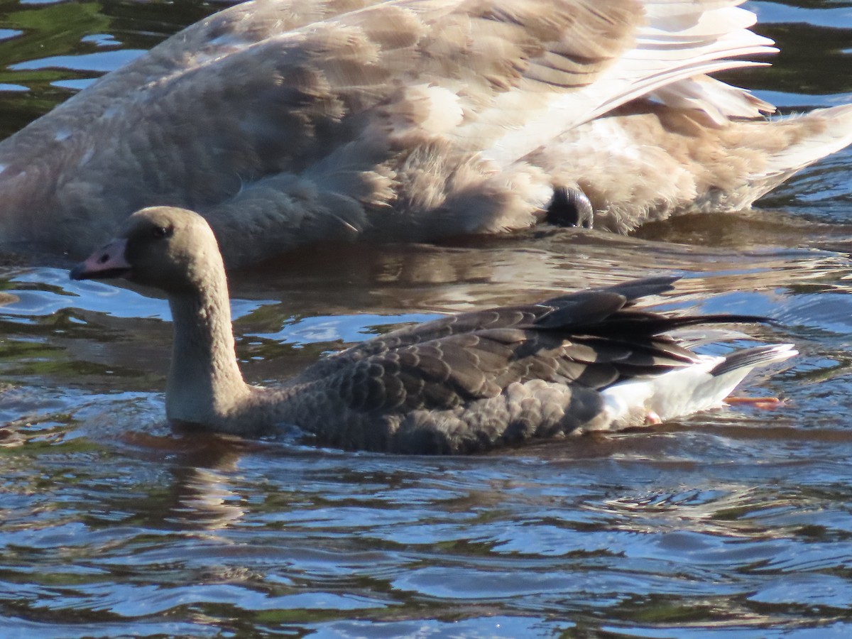 Greater White-fronted Goose - ML643170560