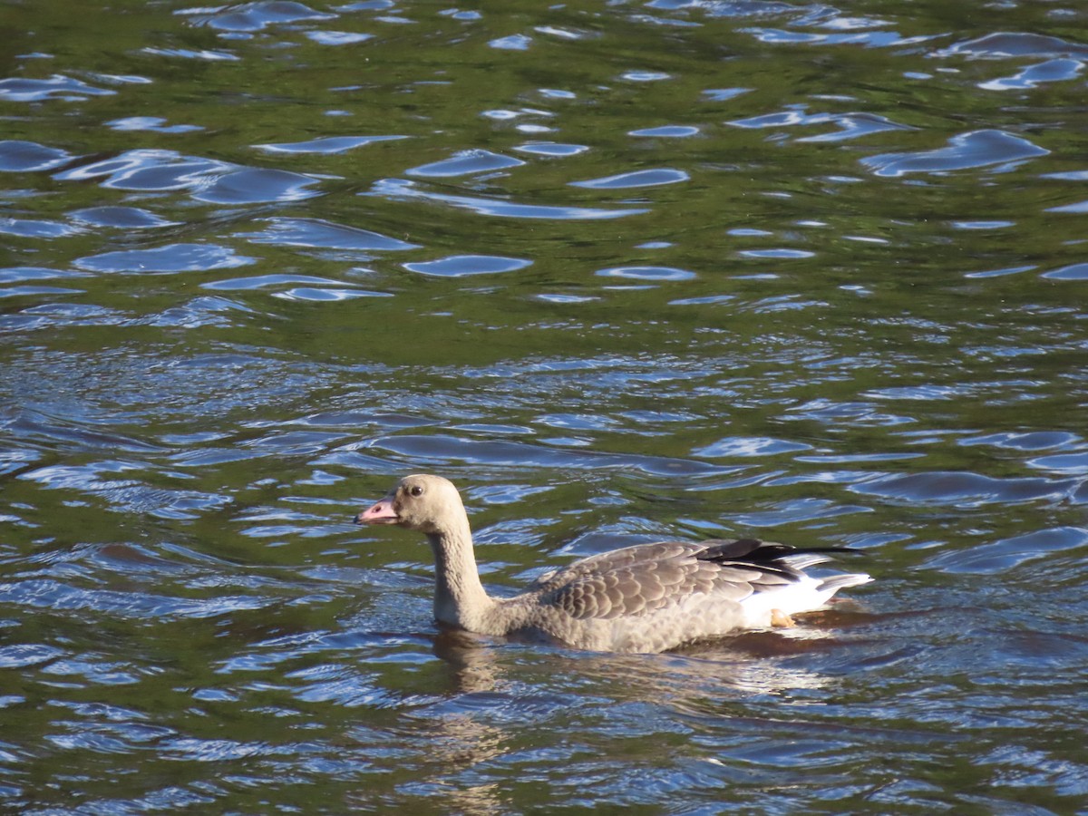 Greater White-fronted Goose - ML643170561