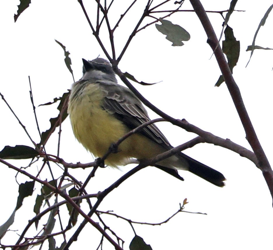 Cassin's Kingbird - ML643170570