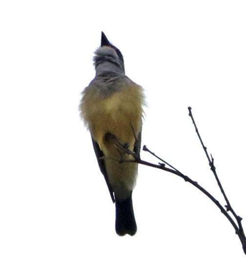 Cassin's Kingbird - ML643170571
