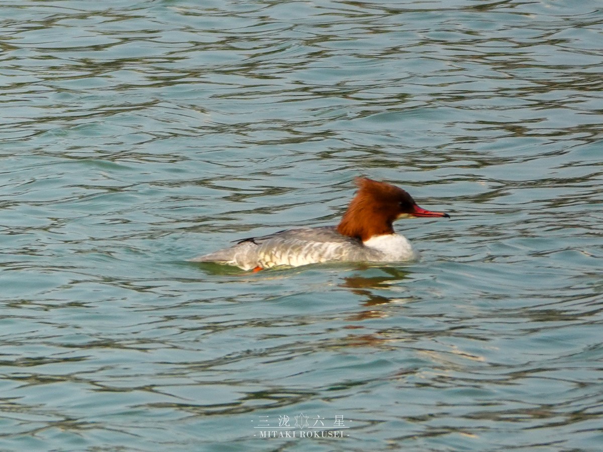 Хумхин бохио - ML643170574