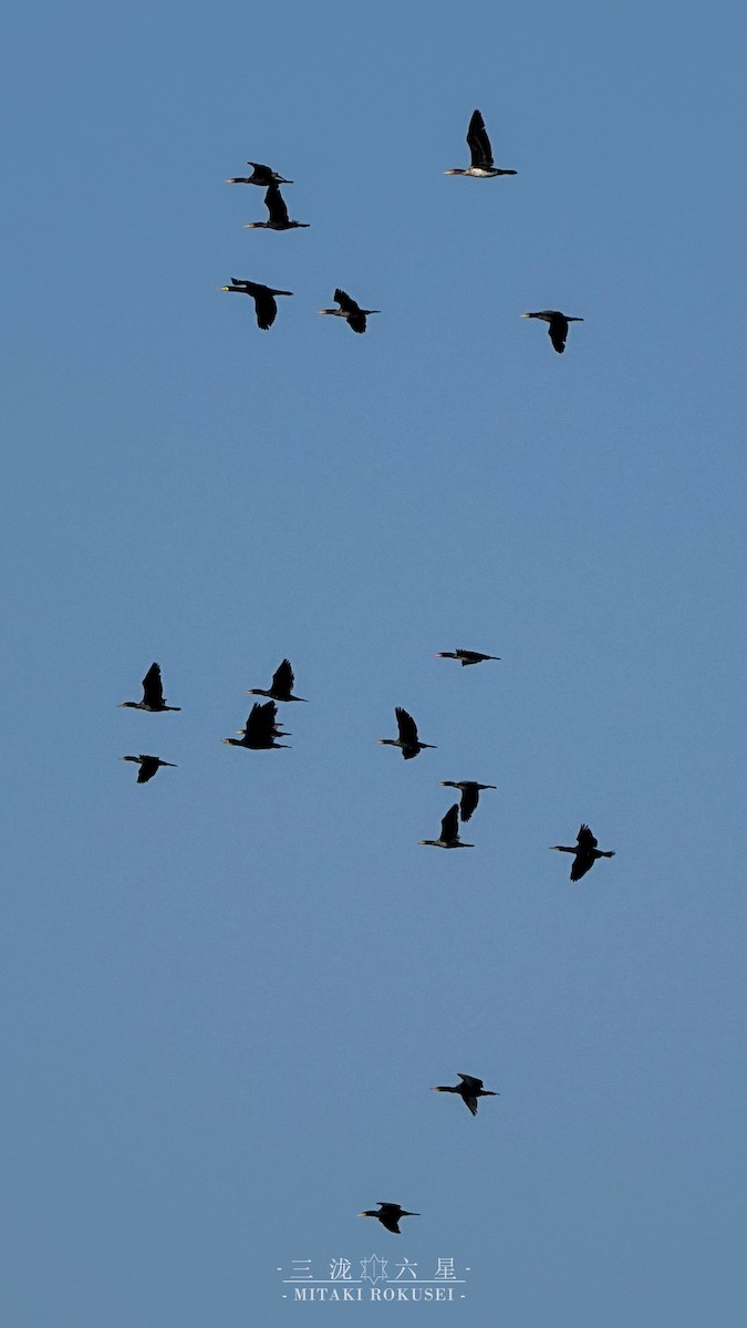 Тураг гогой - ML643170601