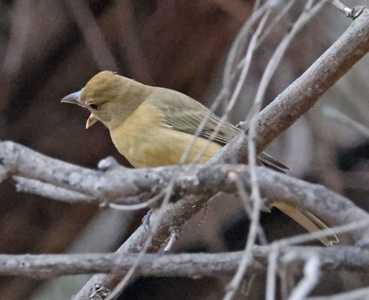 Summer Tanager - ML643170607