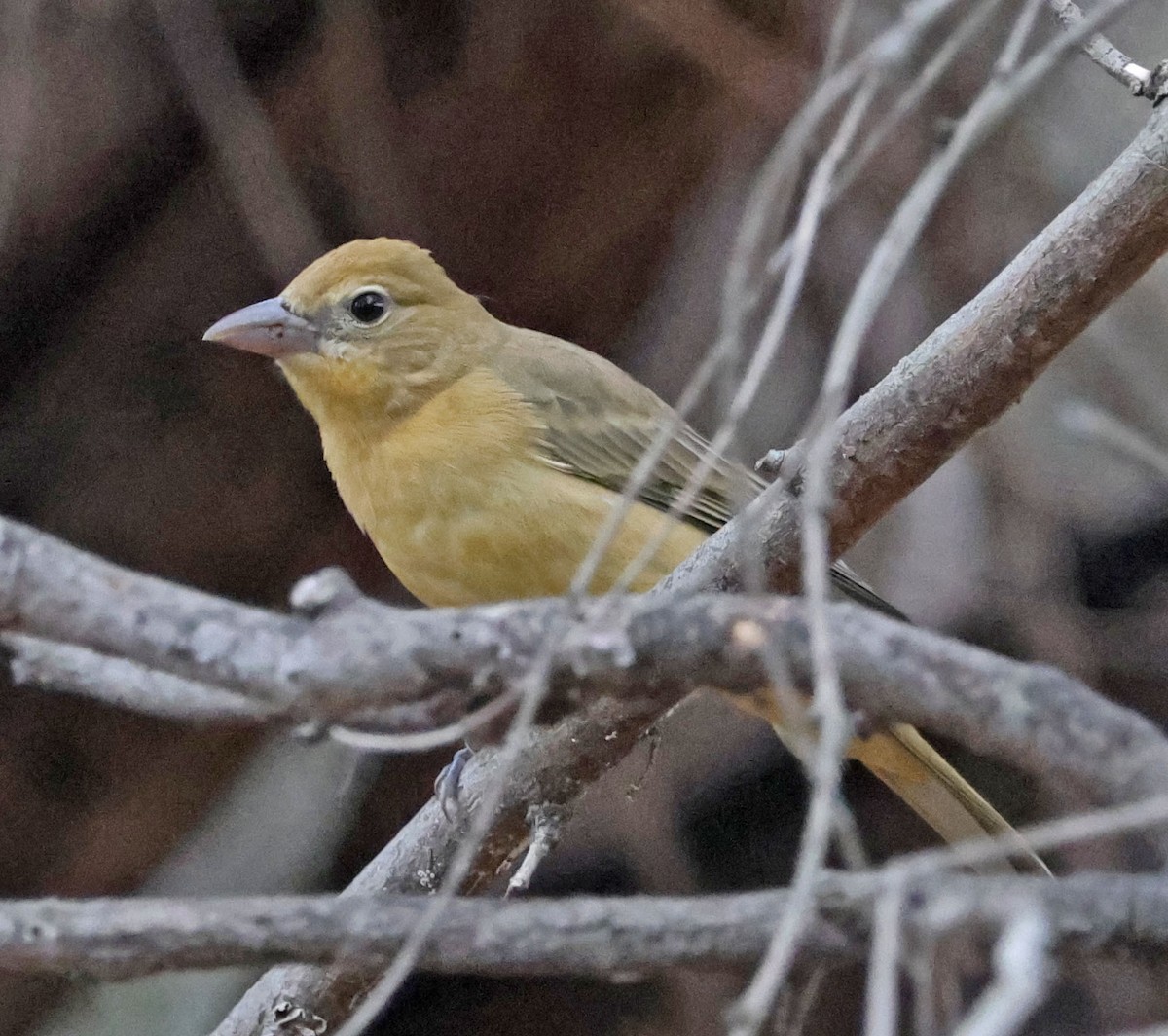 Summer Tanager - ML643170608