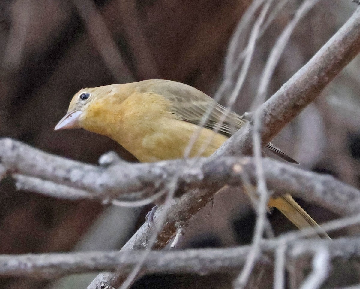 Summer Tanager - ML643170609