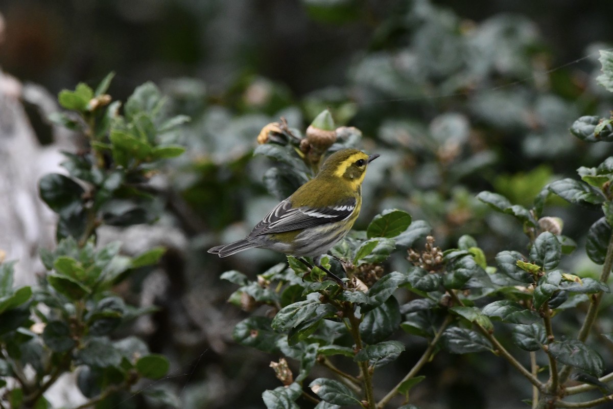 Townsend's Warbler - ML643170610