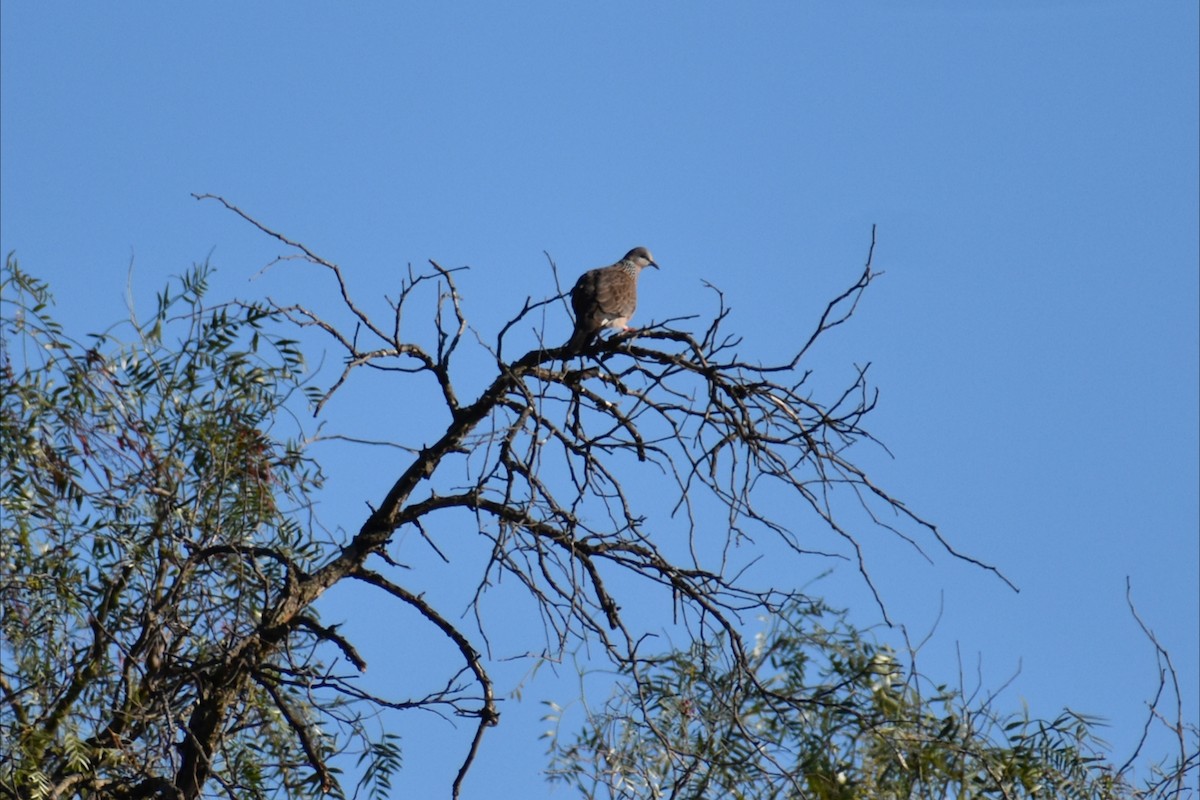 珠頸斑鳩 - ML643170611