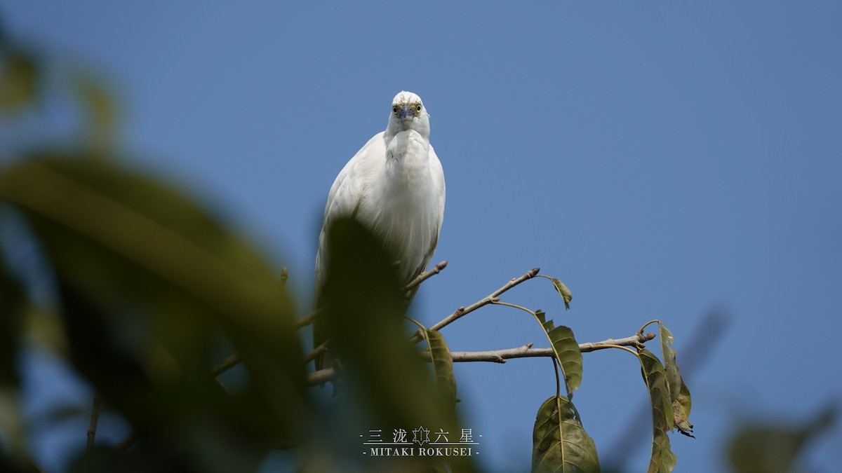 小白鷺 - ML643170616