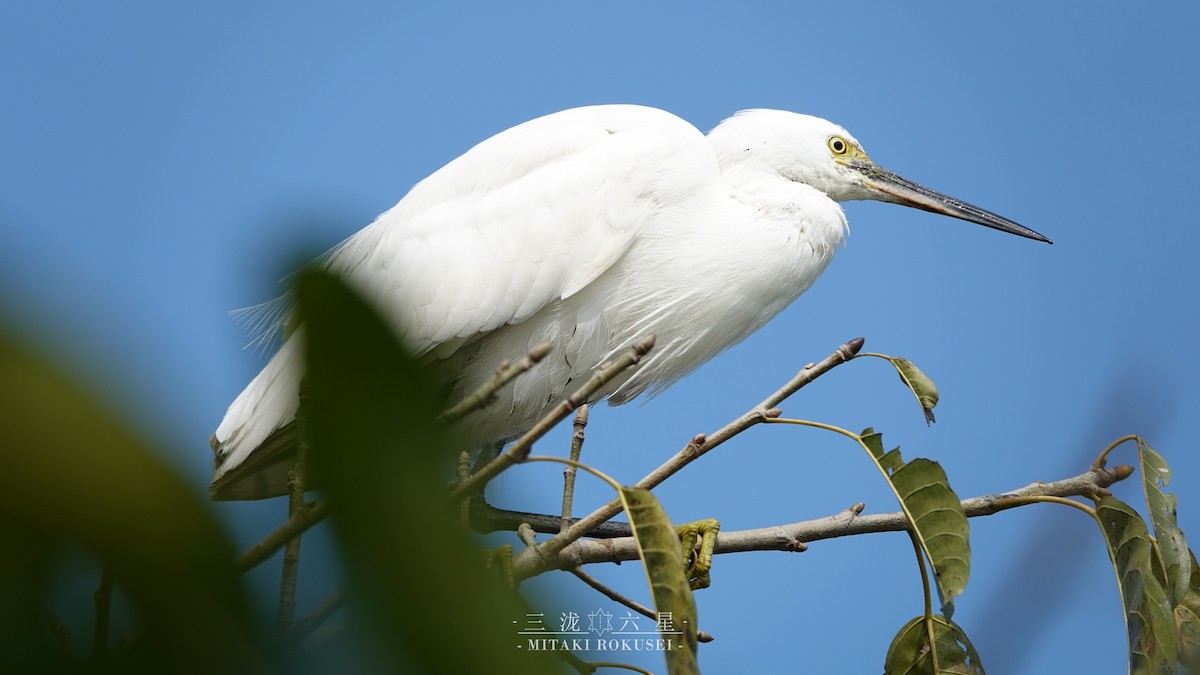 小白鷺 - ML643170618
