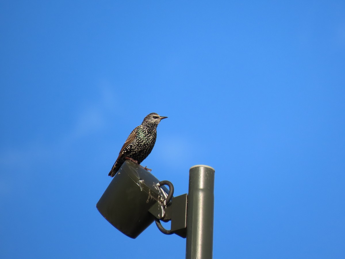 歐洲椋鳥 - ML643170619