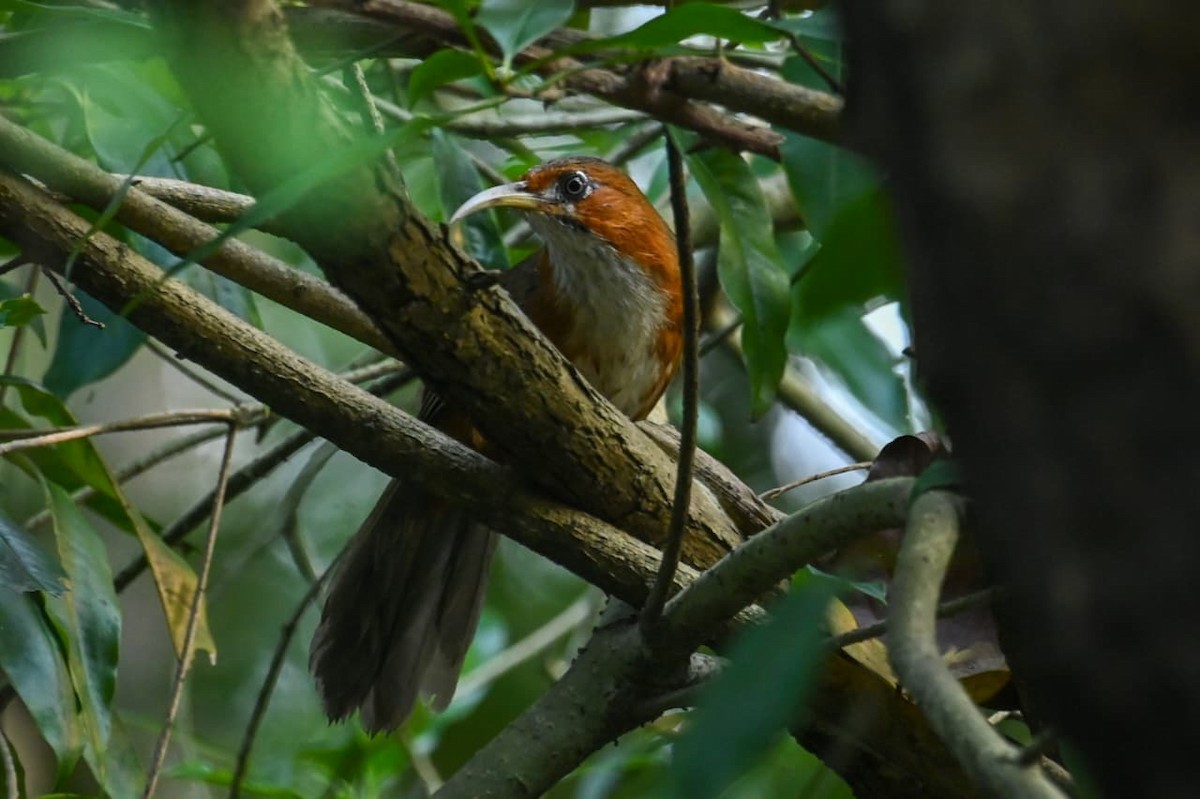 Rusty-cheeked Scimitar-Babbler - ML643170628