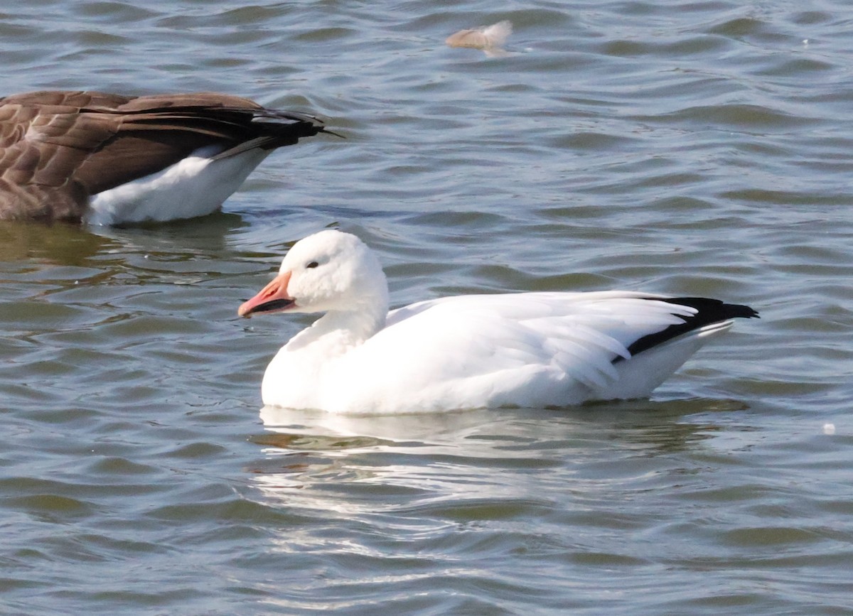 Snow Goose - ML643170632
