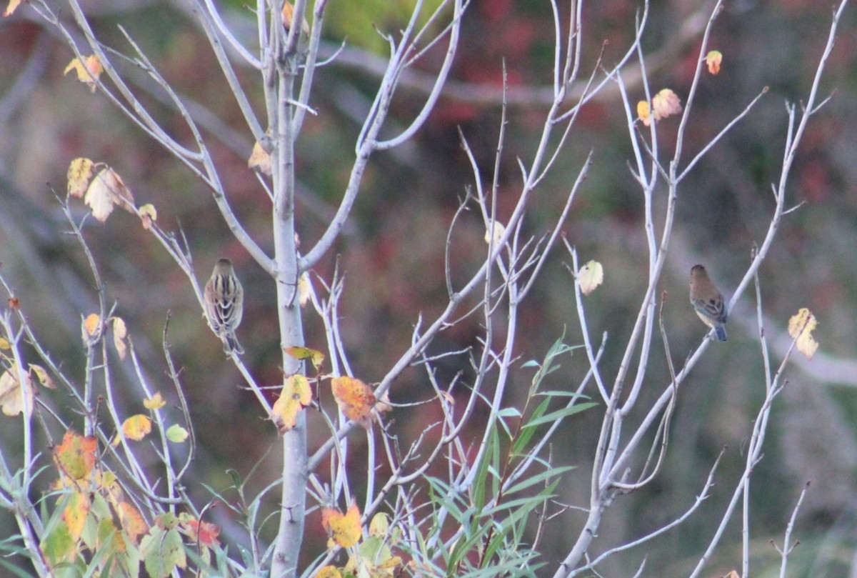 Indigo Bunting - ML643170633
